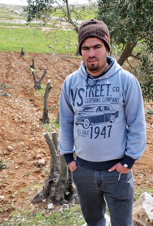Naser Mohammed Noajjah visar stubbarna av de olivträd som de israeliska bosättarna har huggit ned.