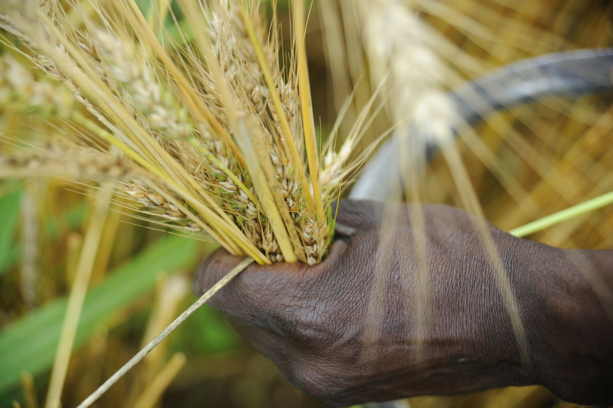 Bild på en knuten hand som håller i korn på ett fält.