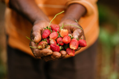 Bild på händer som håller i jordgubbar.