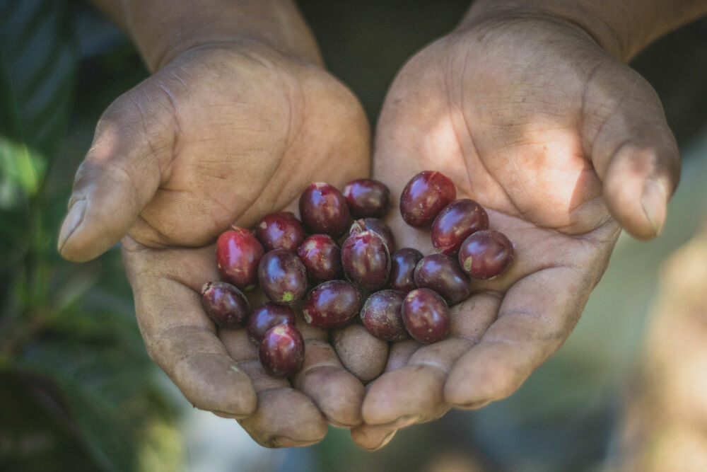 Kaffebönor i händer. Bönder i Guatemala får stöd att försörja sig på kaffeodling.