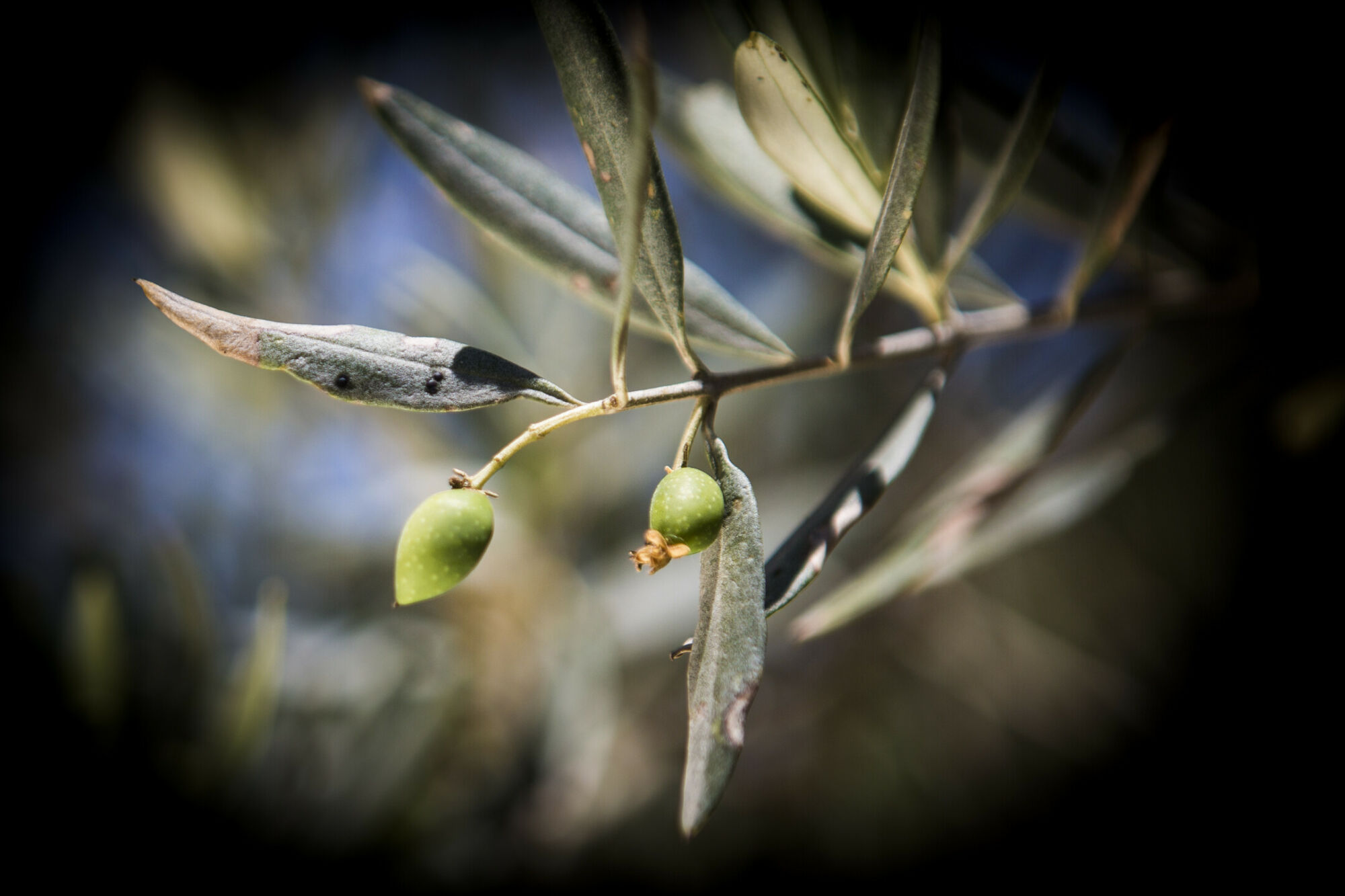 Bild på en olivkvist i Palestina.